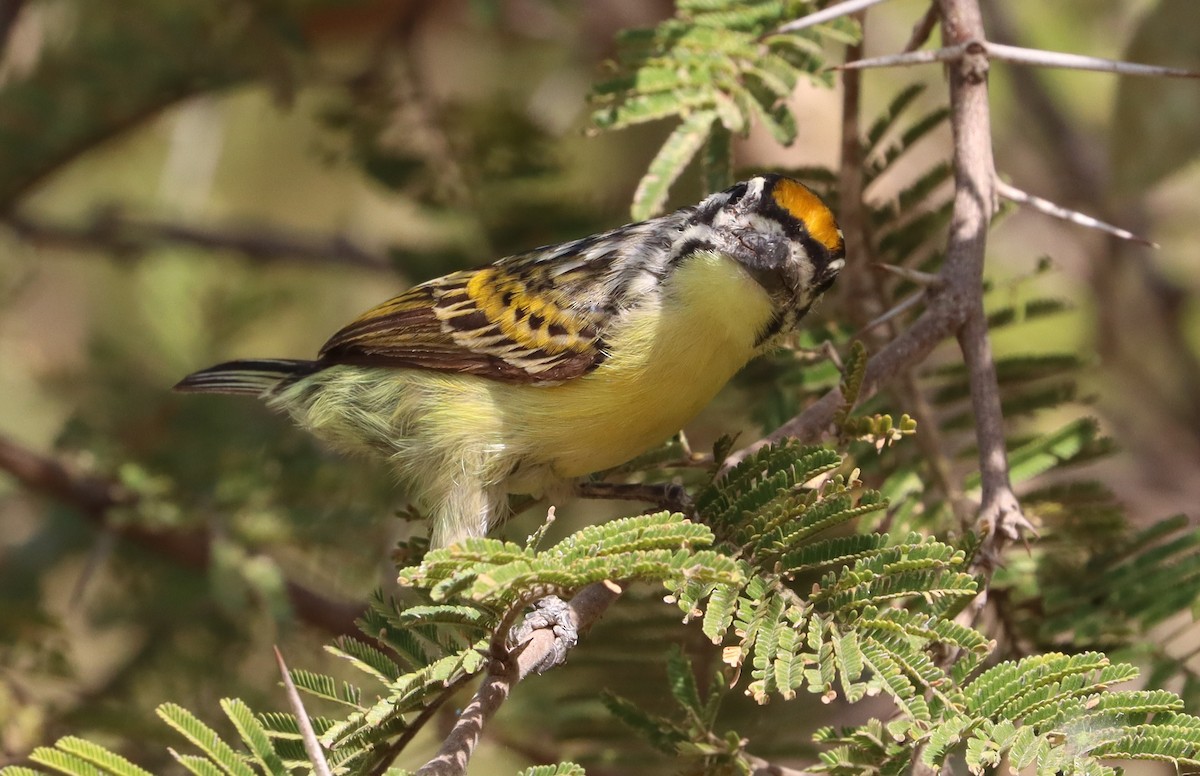 キビタイヒメゴシキドリ - ML648678146