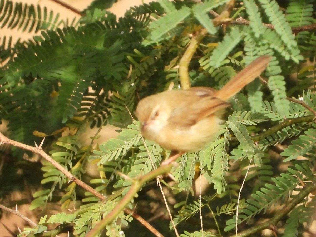 Tawny-flanked Prinia - ML648678171