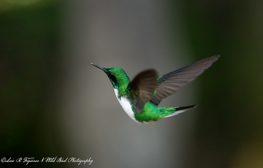 Colibri oreillard - ML648678244