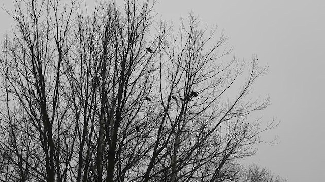 Fish Crow - ML648678650