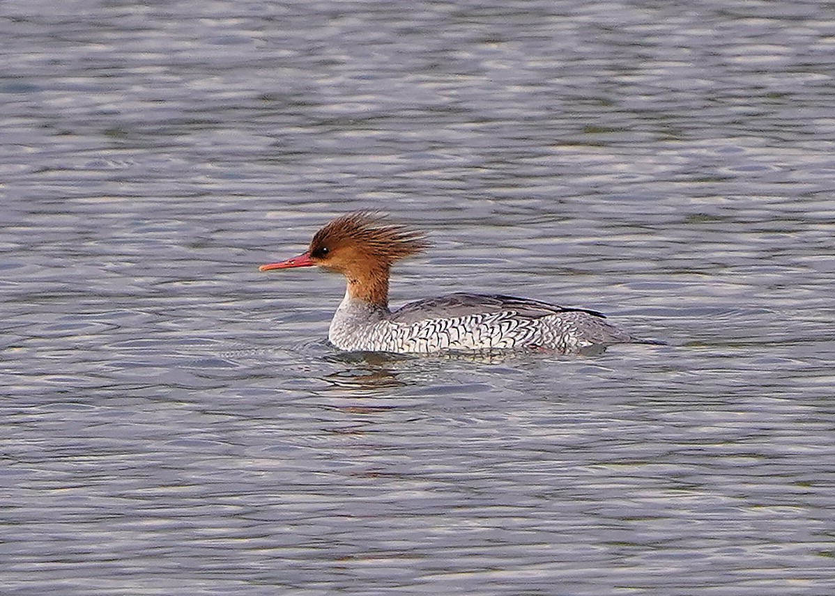מרגון סיני - ML648678736