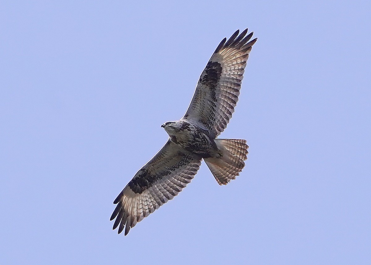 Upland Buzzard - ML648678741