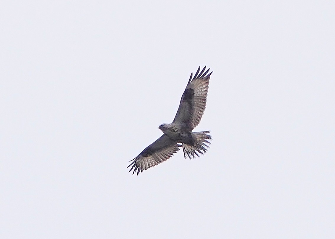 Upland Buzzard - Chieh-Peng Chen