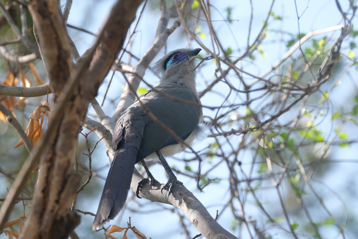 Crested Coua - ML648678960