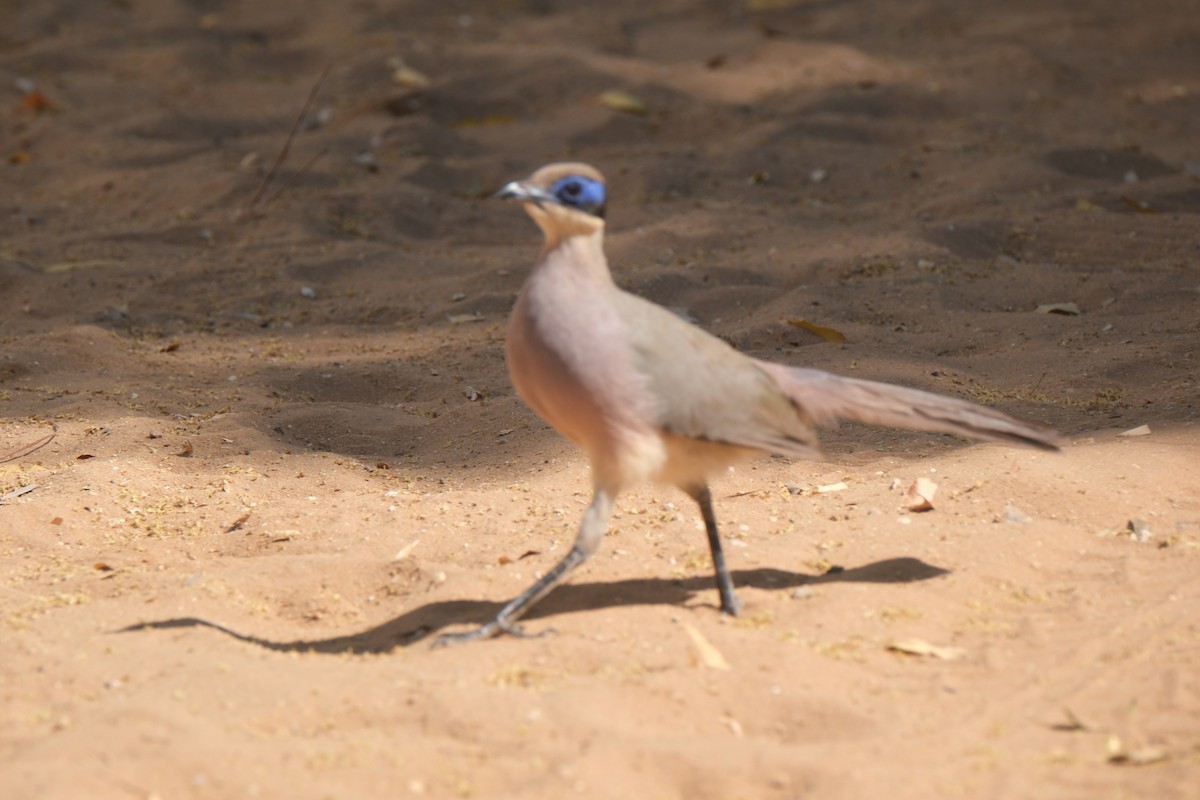 Coquerel's Coua - ML648679007