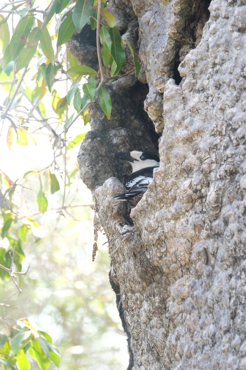 Hook-billed Vanga - ML648679018