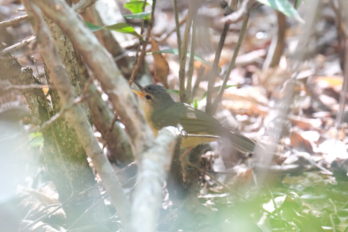 Appert's Tetraka - ML648679041