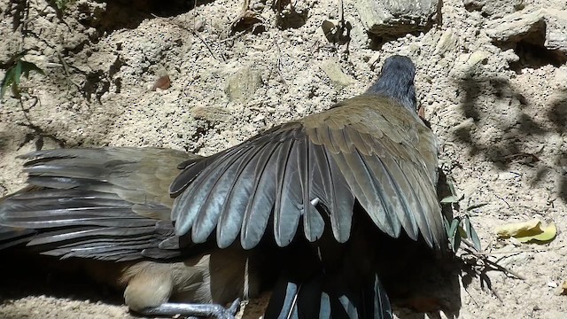 Rufous-vented Chachalaca (Rufous-tipped) - ML648679260