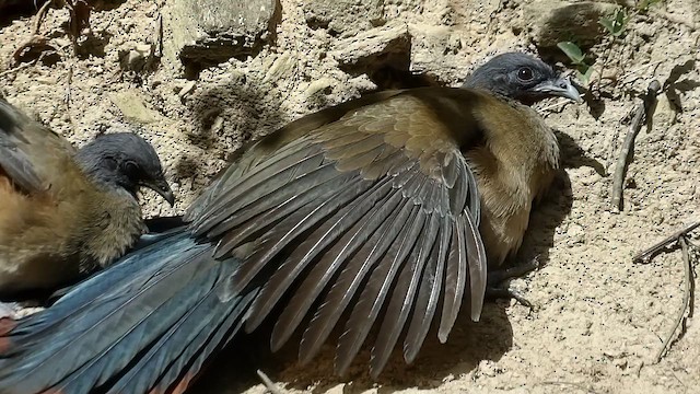 Rufous-vented Chachalaca (Rufous-tipped) - ML648679286