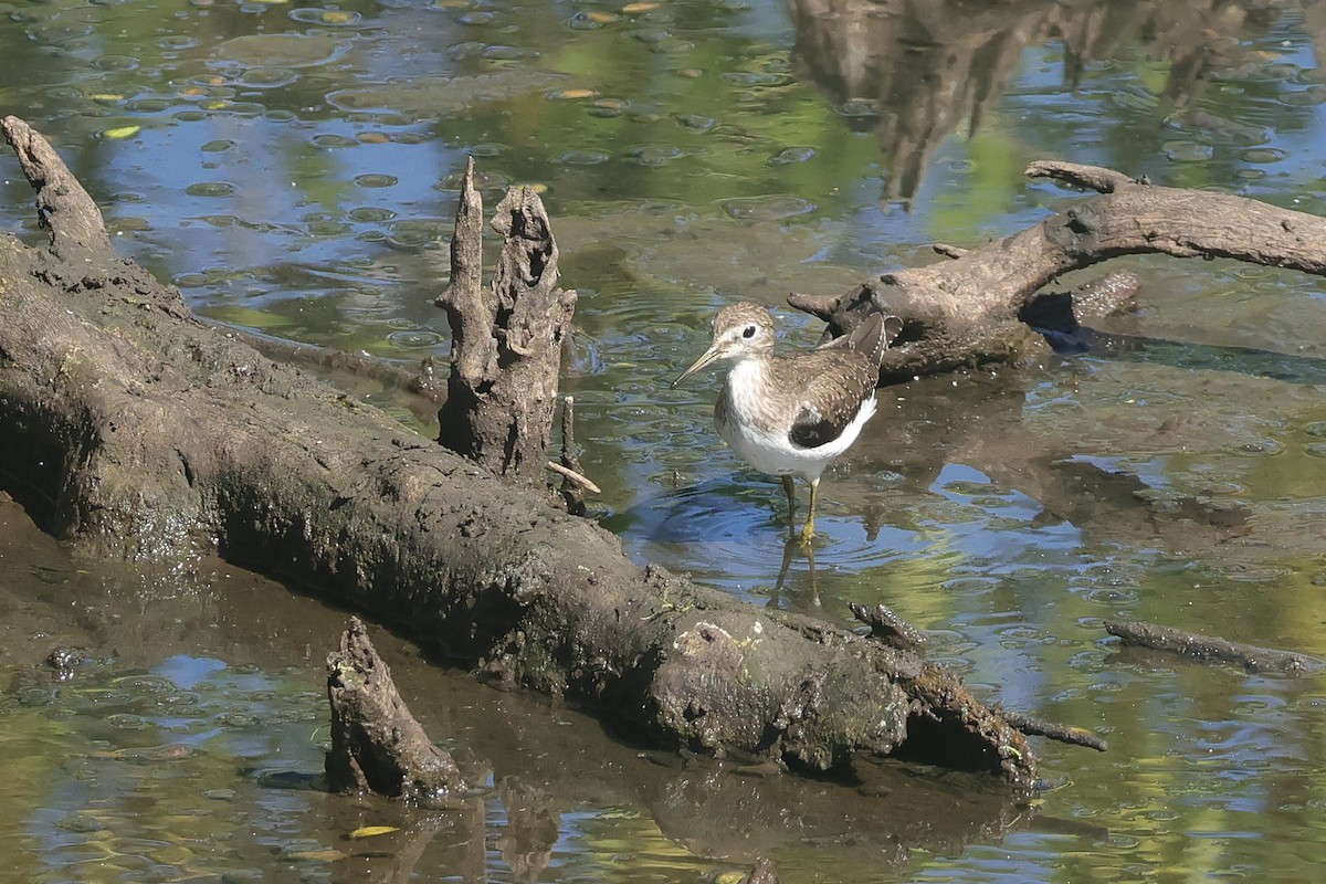 コシグロクサシギ - ML648679578