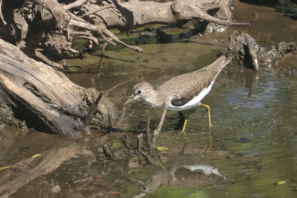 コシグロクサシギ - ML648679579