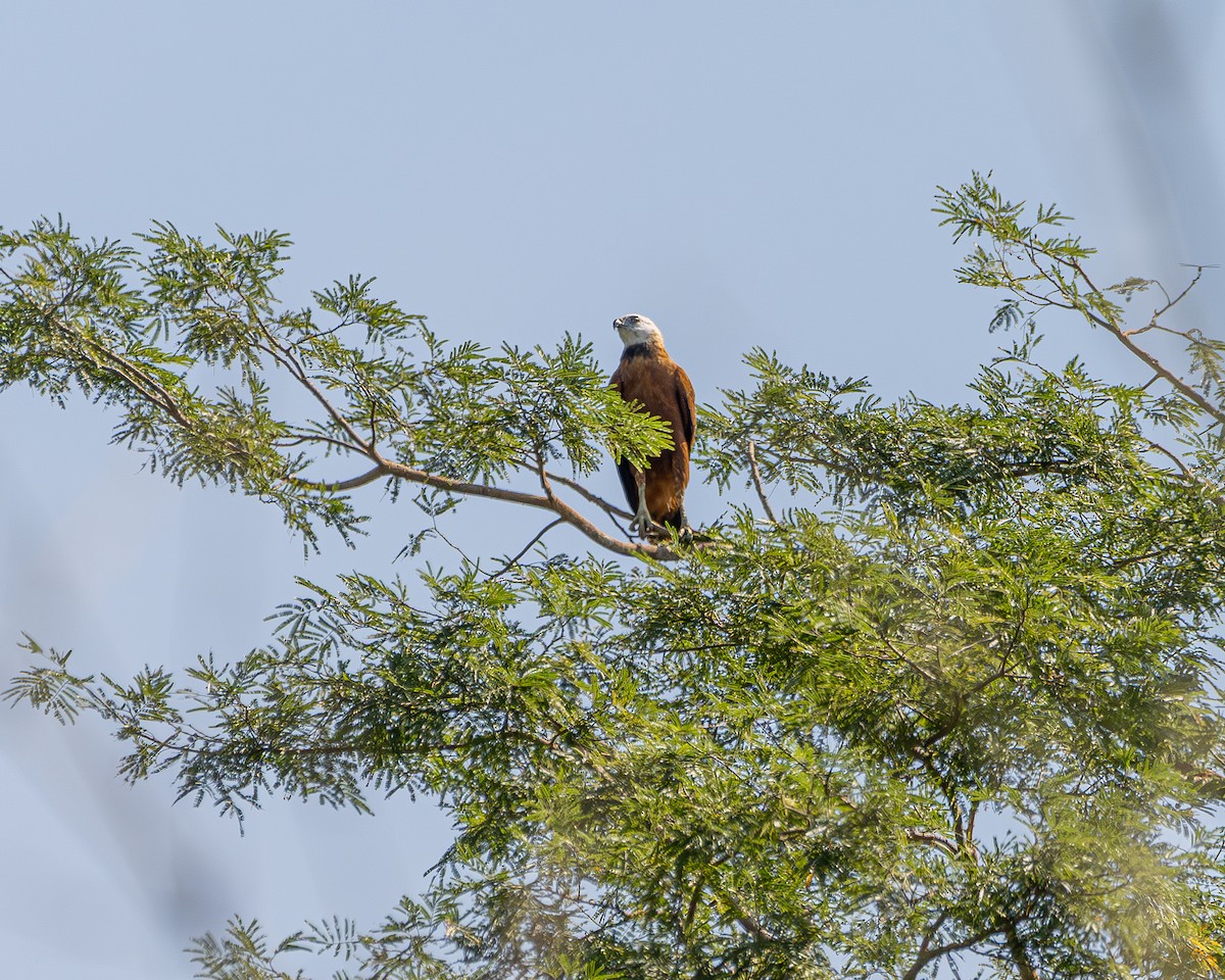 Black-collared Hawk - ML648679899