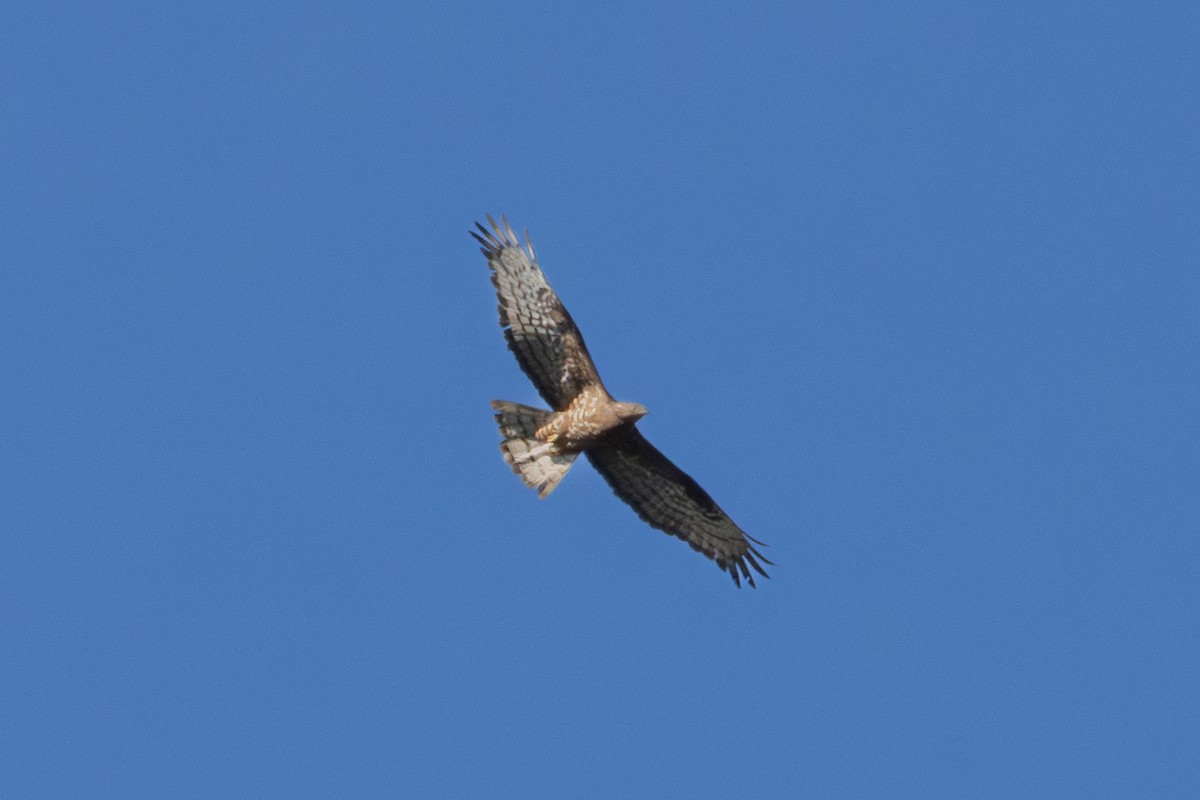 European Honey-buzzard - ML648680010