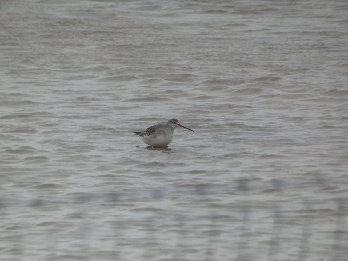 Spotted Redshank - ML648680075