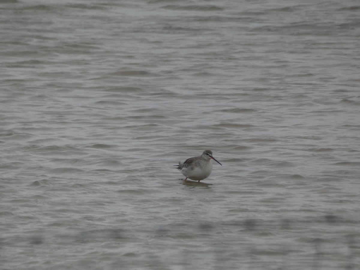 Spotted Redshank - ML648680076