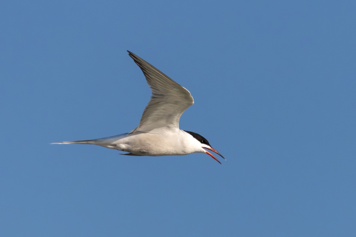 Common Tern - ML648680087