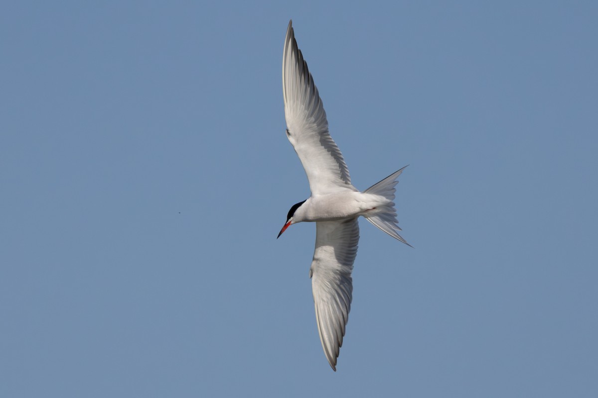 Common Tern - ML648680088