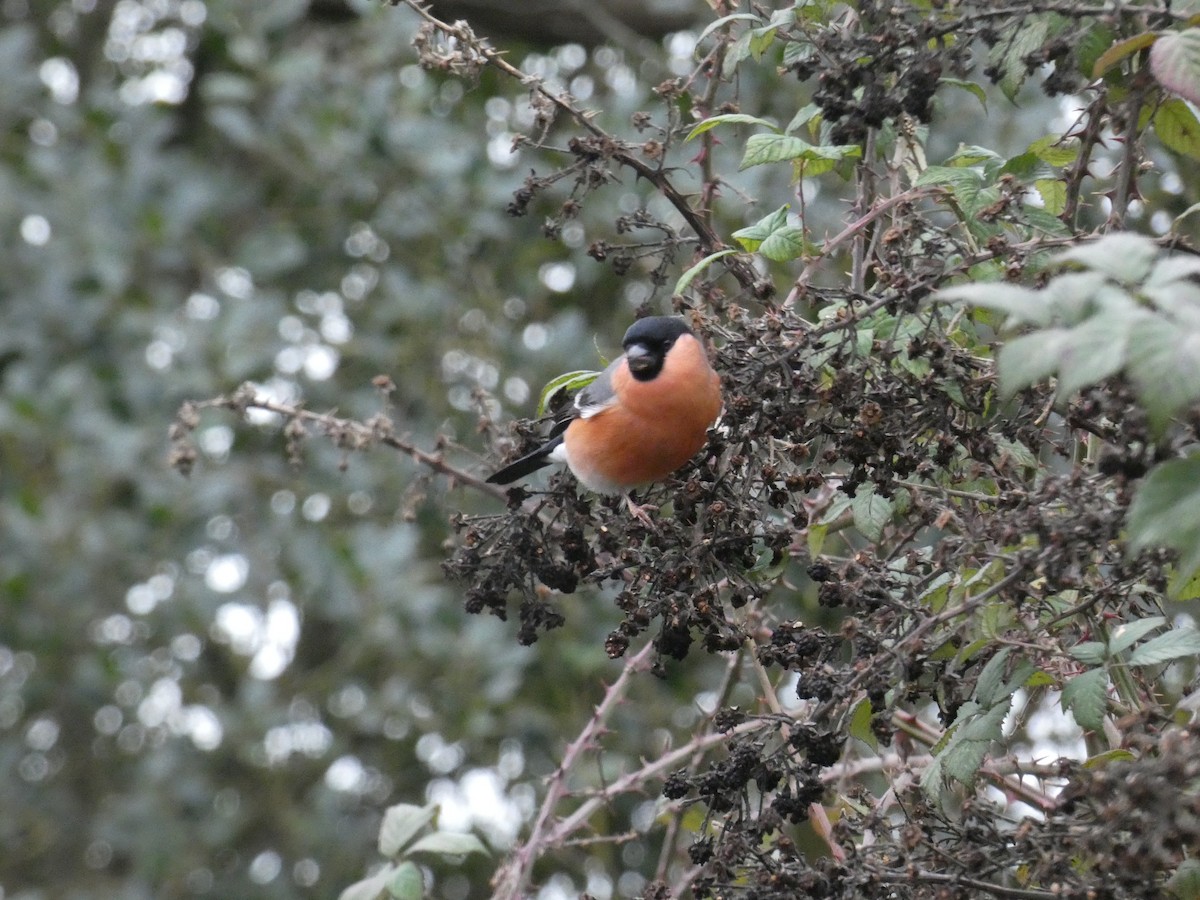 Eurasian Bullfinch - ML648680098