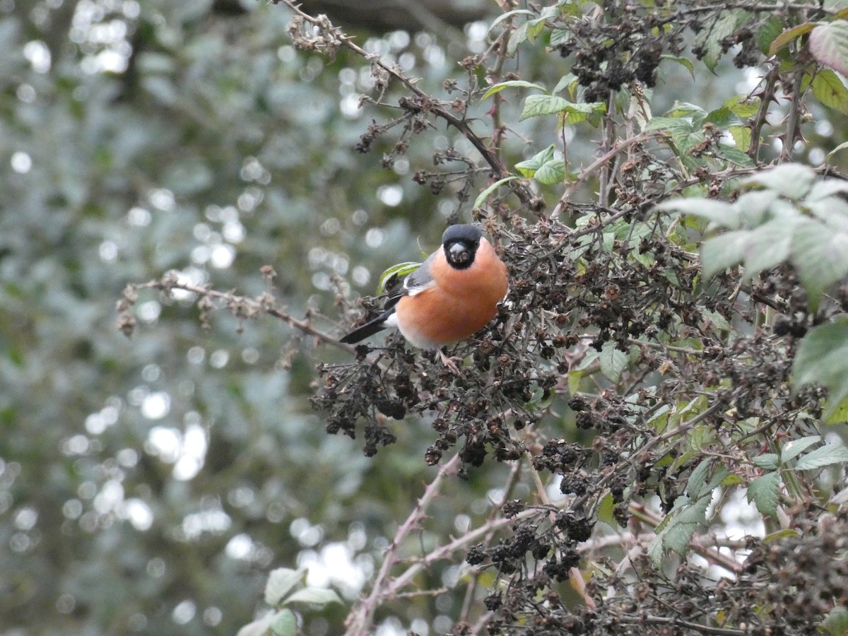 Eurasian Bullfinch - ML648680099