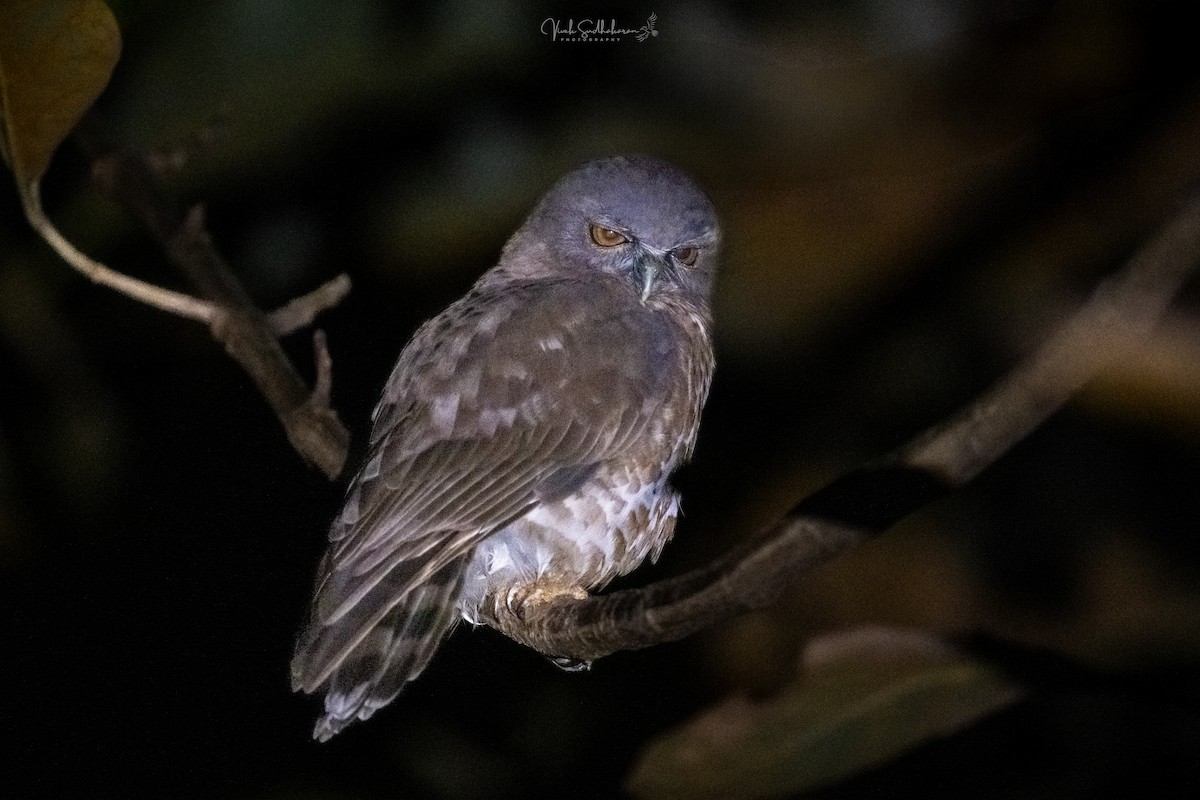 Karaca Bubuk - ML648680107