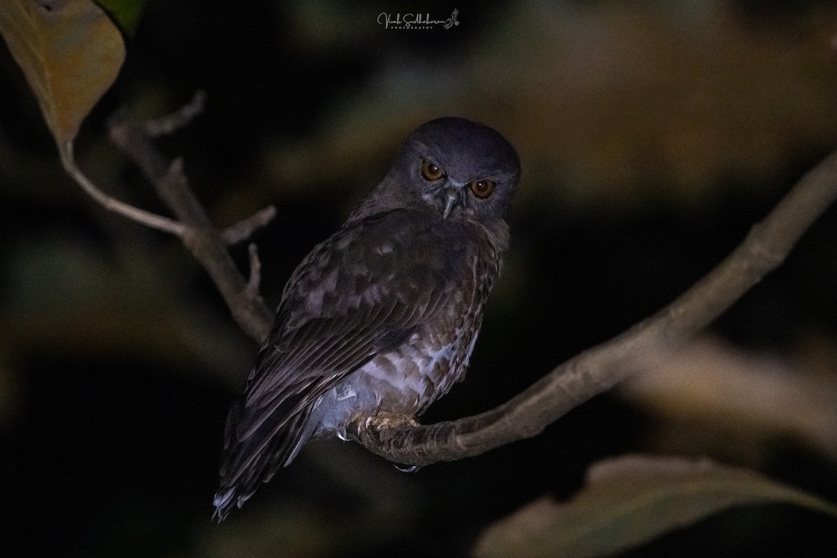 Karaca Bubuk - ML648680108