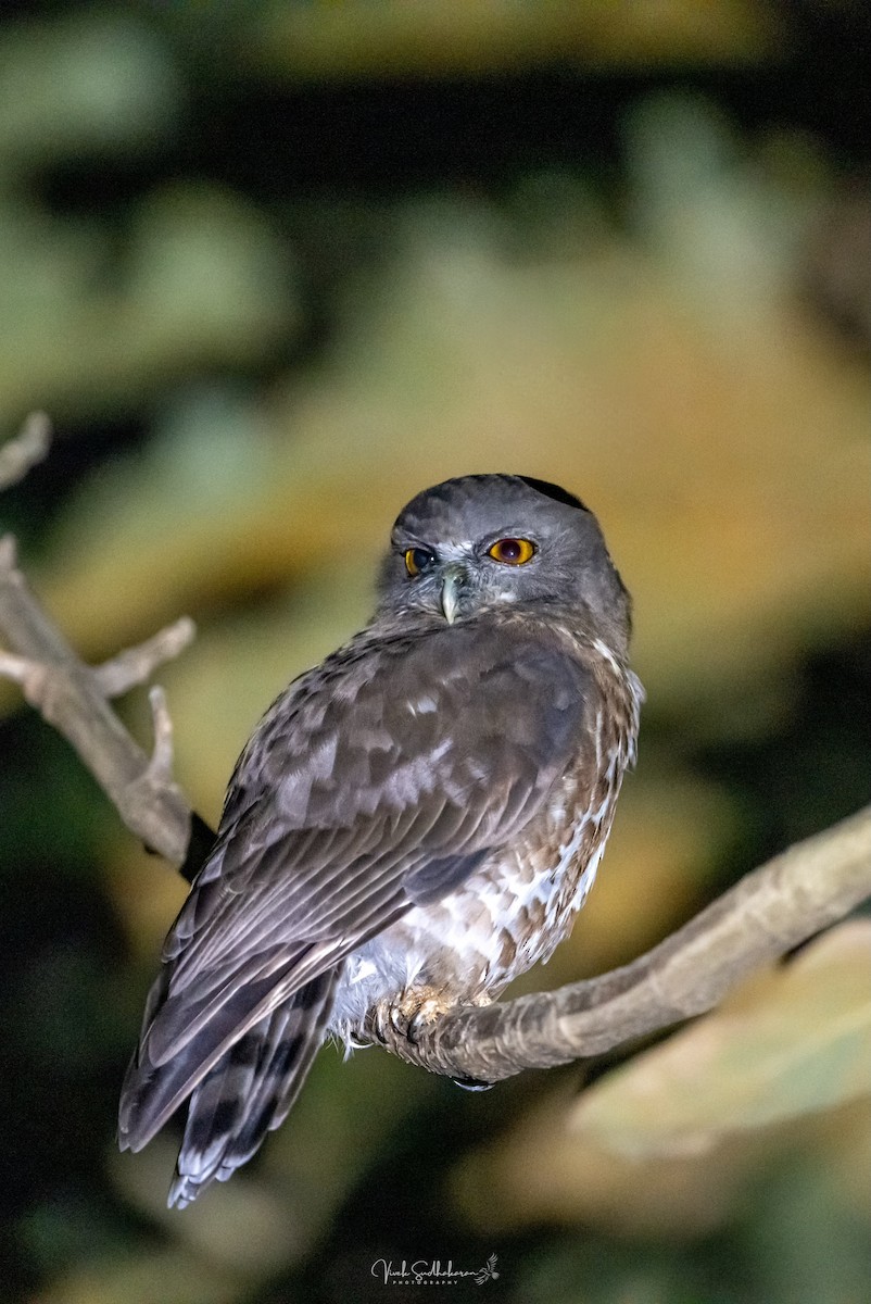 Karaca Bubuk - ML648680329