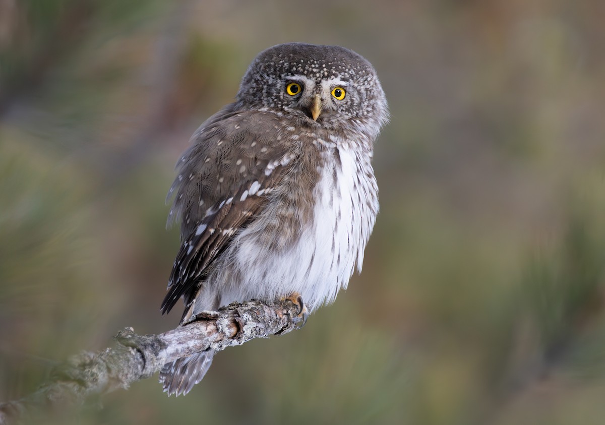 Eurasian Pygmy-Owl - ML648680482