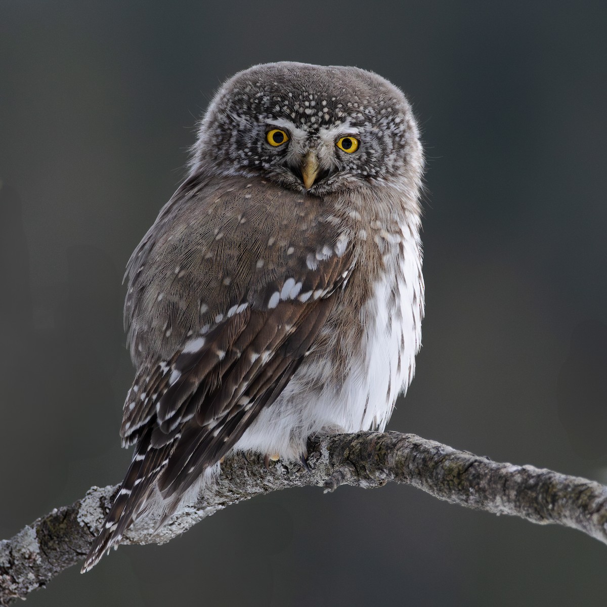 Eurasian Pygmy-Owl - ML648680483