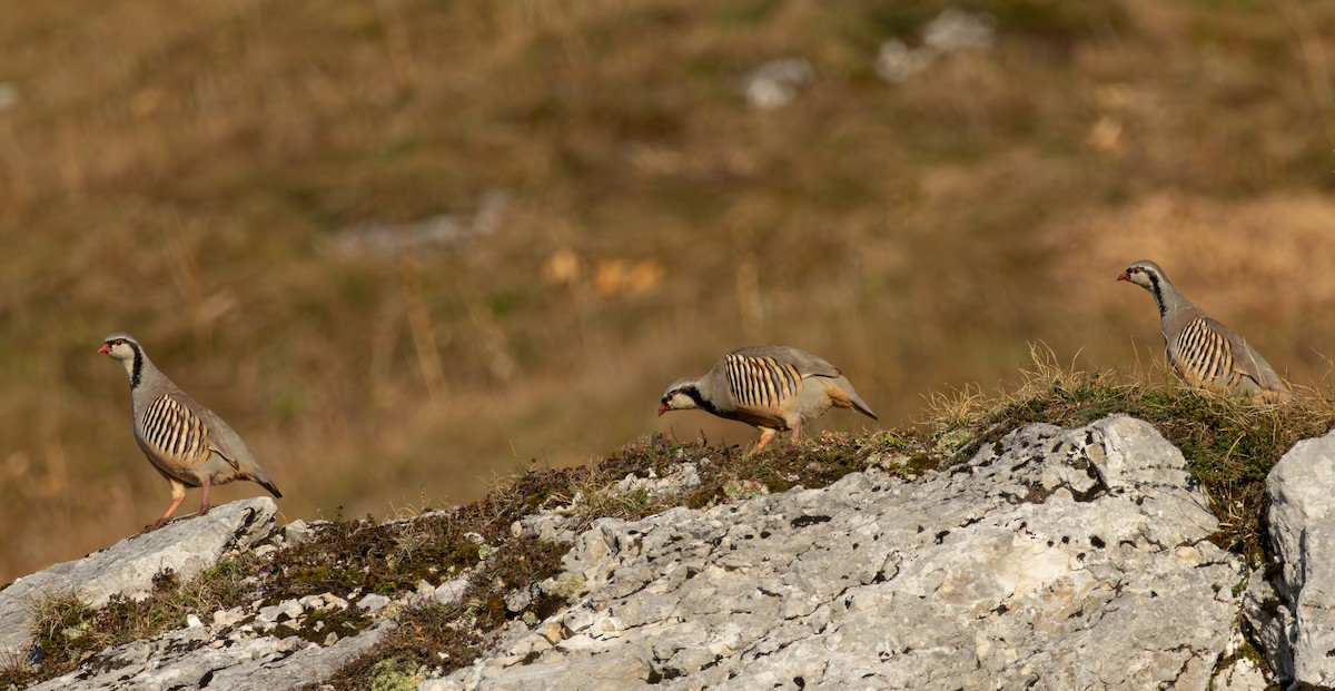 Rock Partridge - ML648680797