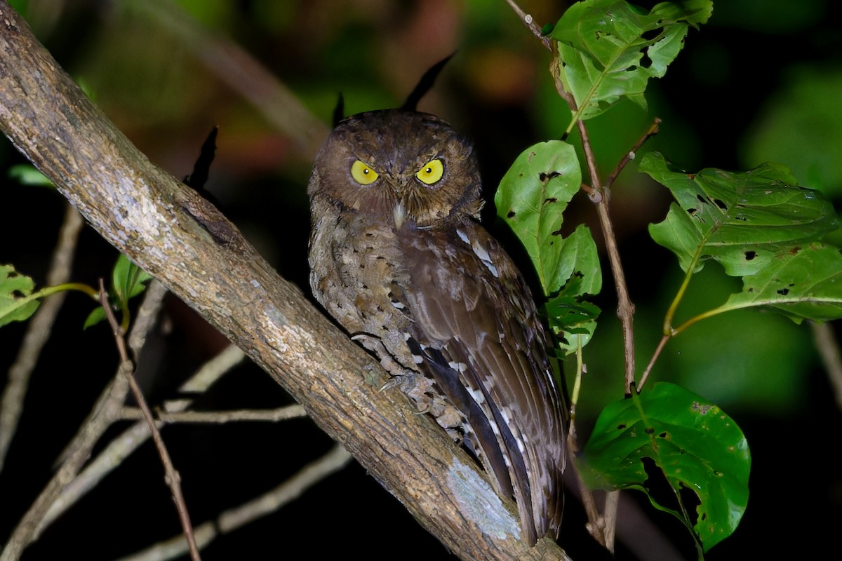 výreček andamanský - ML648680979