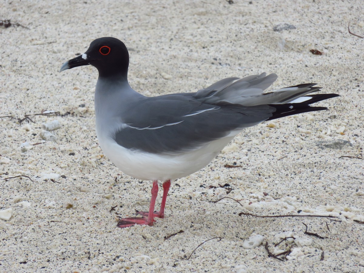 Мартин галапагоський - ML648681229