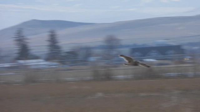 Short-eared Owl - ML648681403