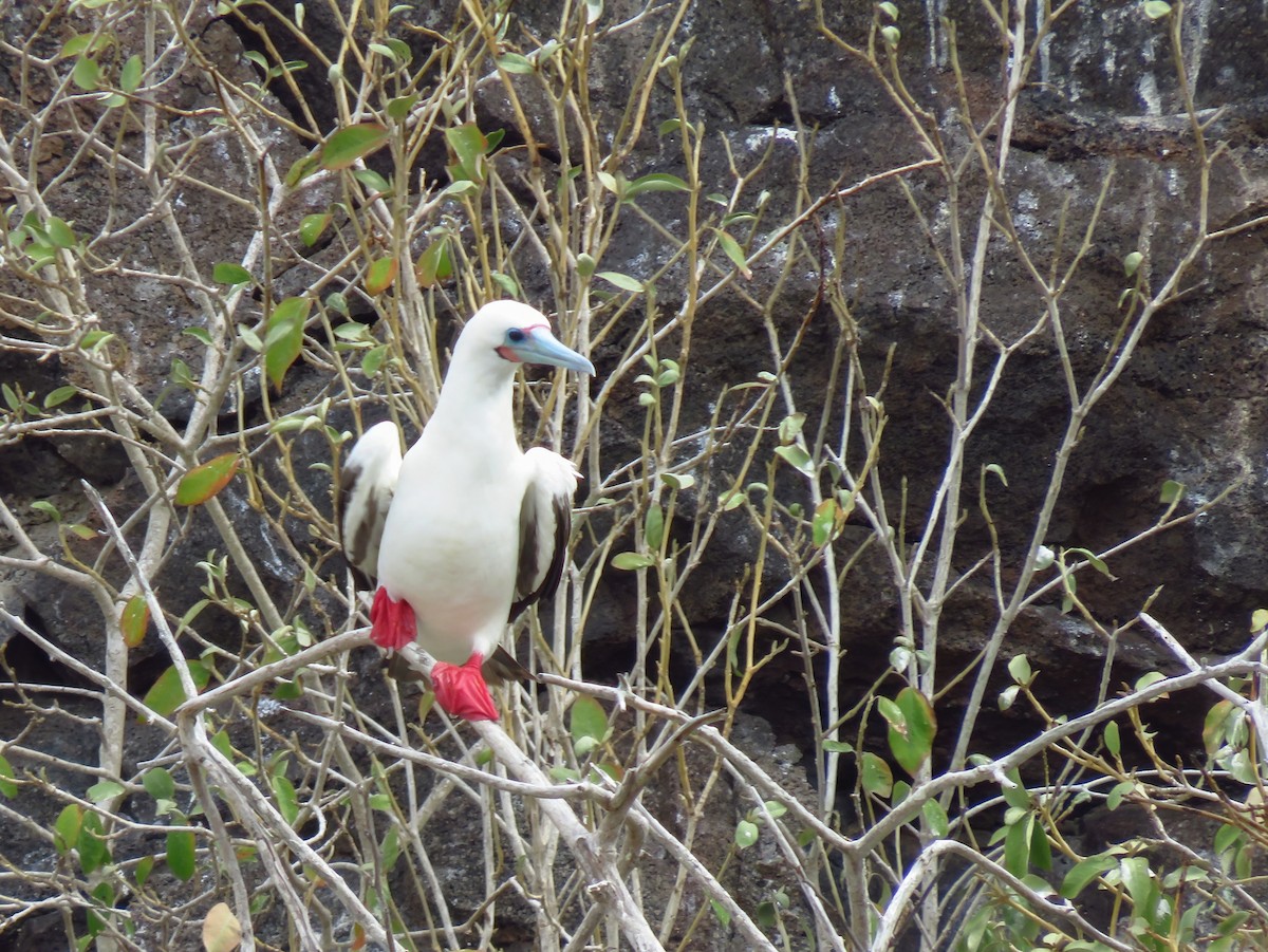 Сула червононога - ML648681412
