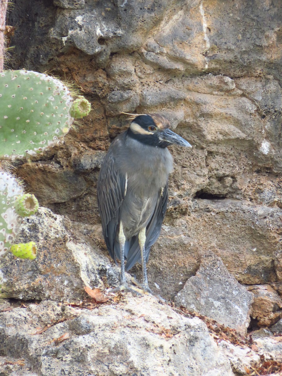 Квак чорногорлий - ML648681475