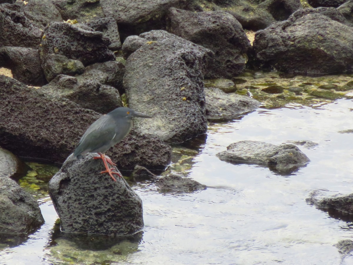 Чапля лава - ML648681690