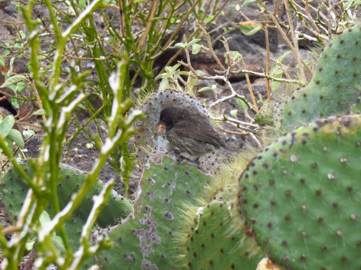 Землянчик опунцієвий - ML648681778