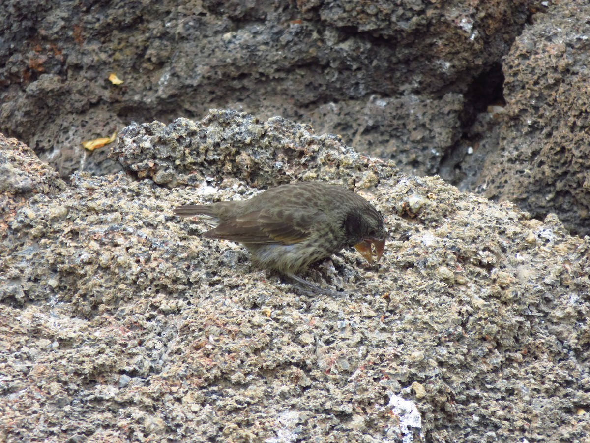 Землянчик великий - ML648681801