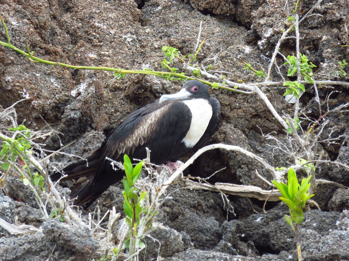 Great Frigatebird - Benoit Gauthier