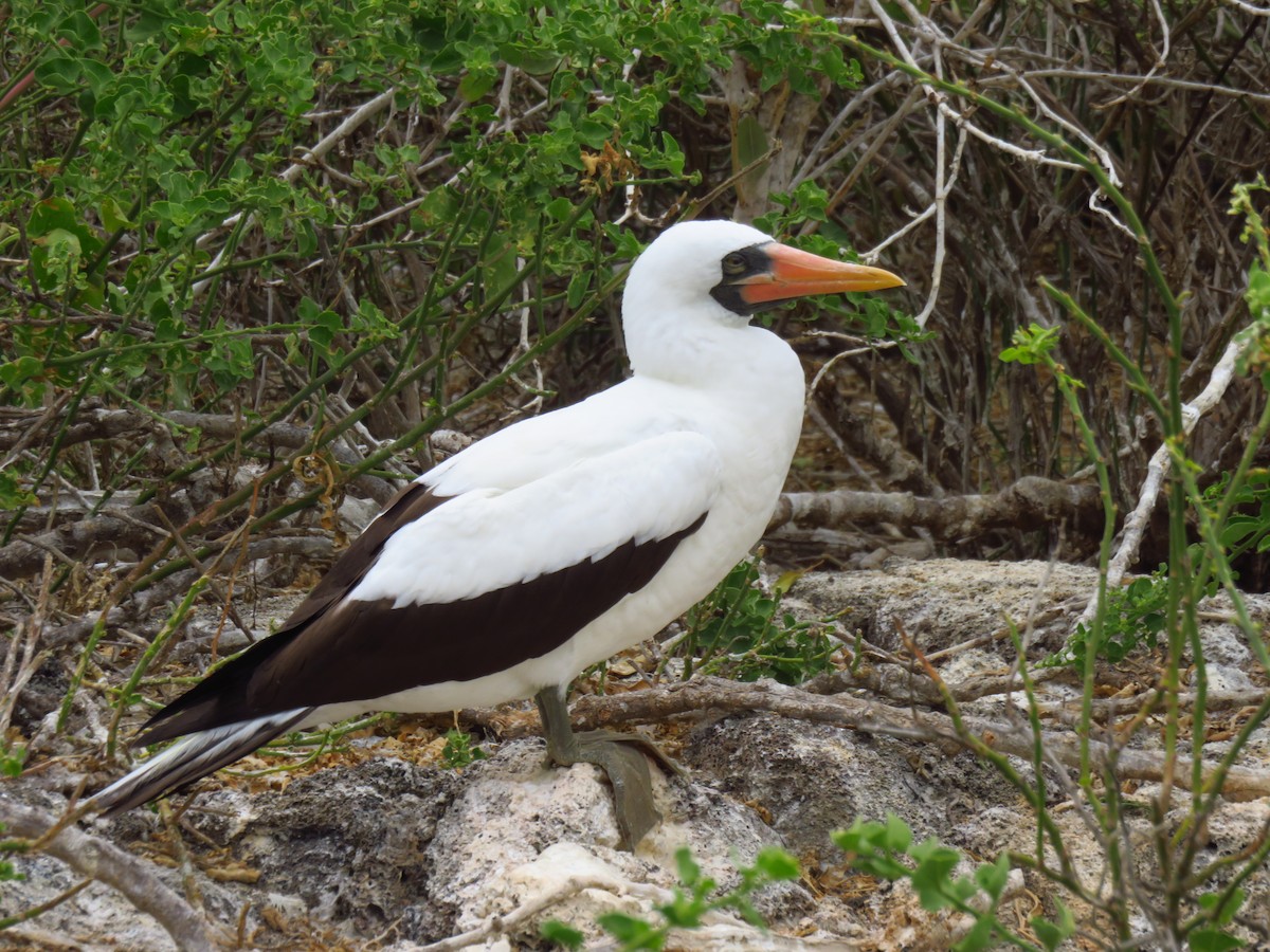 Сула насканська - ML648681865