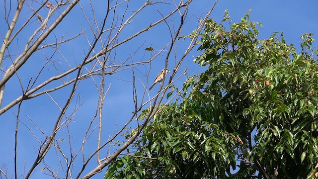 Pie-grièche brune - ML648681953