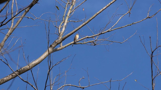 Pie-grièche brune - ML648681961