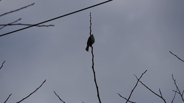 Bulbul goiavier - ML648682176