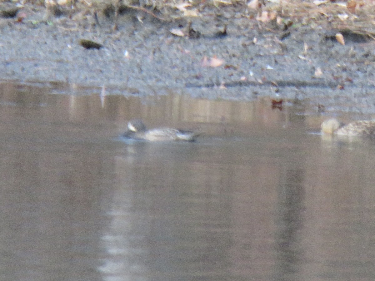 Blue-winged Teal - ML648682208