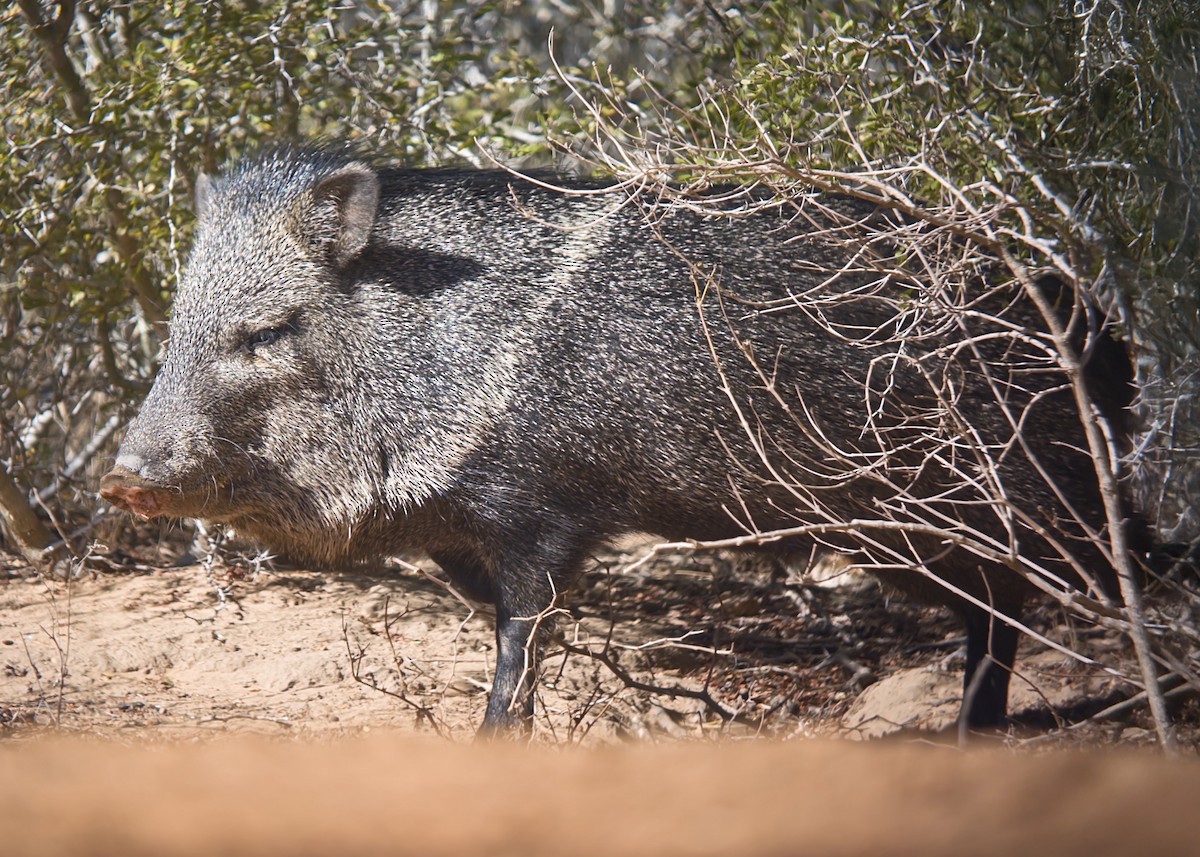 Yakalı Pekari - ML648682212