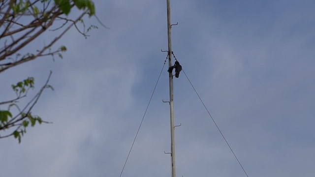 Corbeau des Philippines - ML648682250