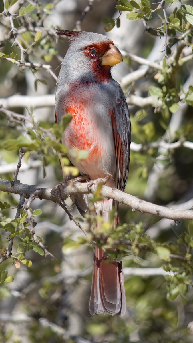 Arizona Kardinalı - ML648682317