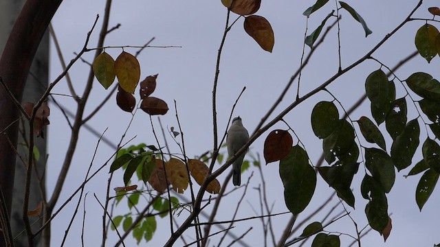 Échenilleur térat - ML648682375