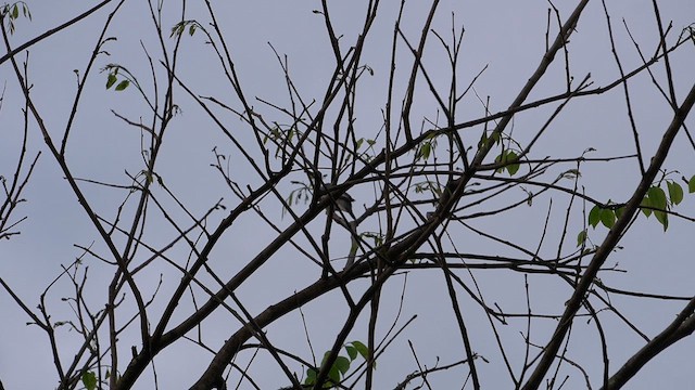 Échenilleur térat - ML648682376