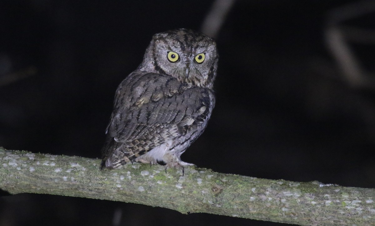 Western Screech-Owl - ML648682417