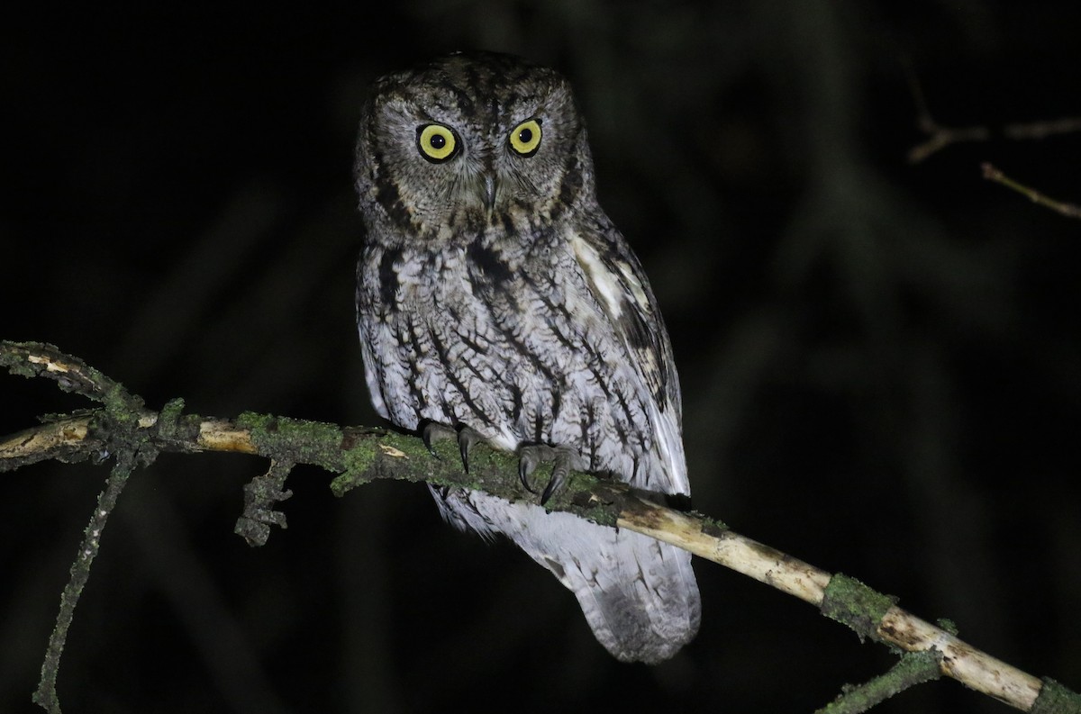 Western Screech-Owl - ML648682418